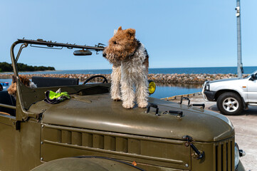 Dog stands on vintage car near the coast on a sunny day