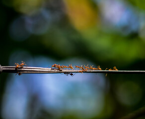 Red weaver ants on a rope
