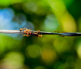 Red weaver ants on a rope, carrying prey.
