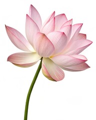 Serene Pink Lotus Flower A Symbol of Purity, Elegance, and Enlightenment