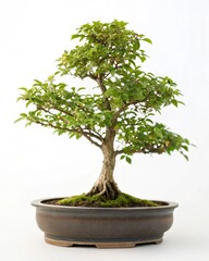 Serene Bonsai Tree Miniature Landscape of Tranquility and Patience