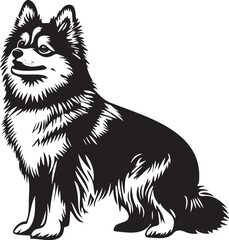 Fototapeta premium adorable finnish lapphund dog