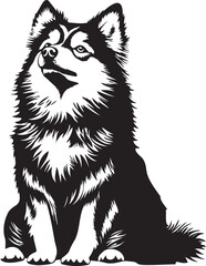cute sitting finnish lapphund dog