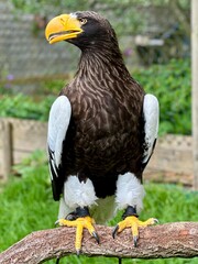 Sea eagle