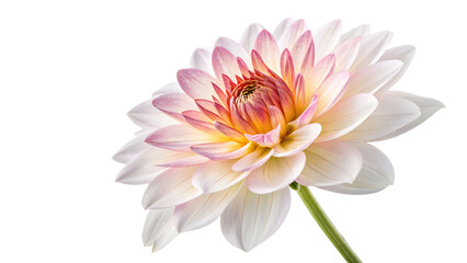 Fototapeta premium dahlia flower isolated on white background PNG