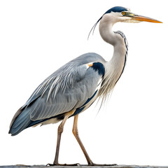 Fototapeta premium A Grey Heron Stands in Calm Stillness 