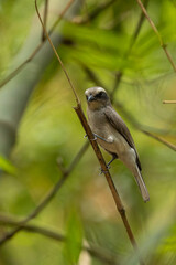 Close-up of a common Woodshrike (tephrodornis) Woodshrike on Branch