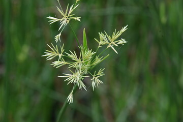 Cyperus rotundus grass. Its common names  coco grass, Java grass, nut grass, purple nut sedge, purple nutsedge, red nutsedge and  Khmer kravanh check grass. This is a species of sedge Cyperaceae. 