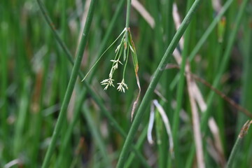 Cyperus rotundus grass. Its common names  coco grass, Java grass, nut grass, purple nut sedge, purple nutsedge, red nutsedge and  Khmer kravanh check grass. This is a species of sedge Cyperaceae. 