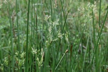 Cyperus rotundus grass. Its common names  coco grass, Java grass, nut grass, purple nut...