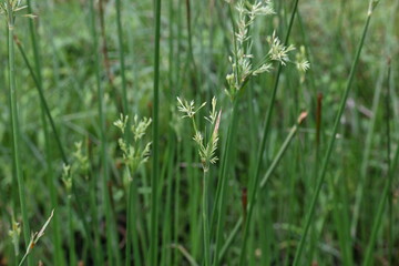 Cyperus rotundus grass. Its common names  coco grass, Java grass, nut grass, purple nut sedge, purple nutsedge, red nutsedge and  Khmer kravanh check grass. This is a species of sedge Cyperaceae. 
