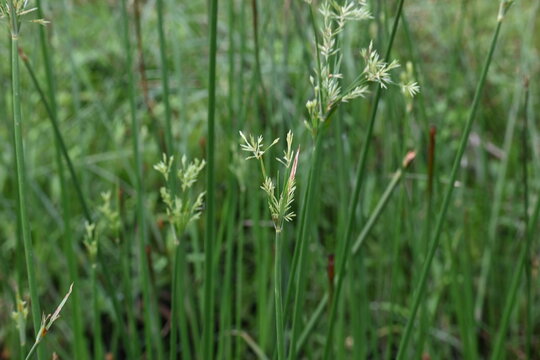 Cyperus rotundus grass. Its common names &nbsp;coco grass,&nbsp;Java grass,&nbsp;nut grass,&nbsp;purple nut sedge,&nbsp;purple nutsedge, red nutsedge and &nbsp;Khmer&nbsp;kravanh check grass. This is a species of&nbsp;sedge&nbsp;Cyperaceae. 