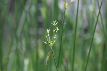 Cyperus rotundus grass. Its common names  coco grass, Java grass, nut grass, purple nut sedge, purple nutsedge, red nutsedge and  Khmer kravanh check grass. This is a species of sedge Cyperaceae. 