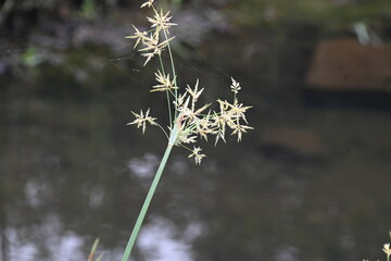 Cyperus rotundus grass. Its common names  coco grass, Java grass, nut grass, purple nut sedge, purple nutsedge, red nutsedge and  Khmer kravanh check grass. This is a species of sedge Cyperaceae. 