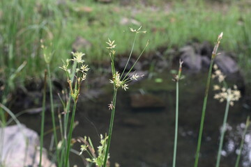 Cyperus rotundus grass. Its common names  coco grass, Java grass, nut grass, purple nut sedge, purple nutsedge, red nutsedge and  Khmer kravanh check grass. This is a species of sedge Cyperaceae. 