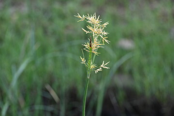 Cyperus rotundus grass. Its common names &nbsp;coco grass,&nbsp;Java grass,&nbsp;nut grass,&nbsp;purple nut sedge,&nbsp;purple nutsedge, red nutsedge and &nbsp;Khmer&nbsp;kravanh check grass. This is a species of&nbsp;sedge&nbsp;Cyperaceae. 