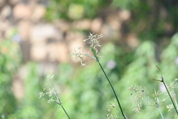 Cyperus rotundus grass. Its common names  coco grass, Java grass, nut grass, purple nut sedge, purple nutsedge, red nutsedge and  Khmer kravanh check grass. This is a species of sedge Cyperaceae. 