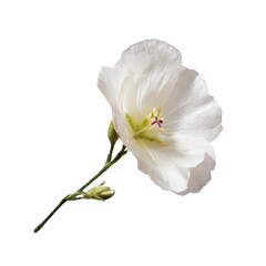Naklejka premium Elegant White Flower Isolated on a Soft Background Showcasing Delicate Petals and Natural Beauty for Gardening or Floral Arrangements
