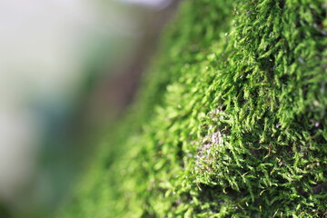 close up of green grass