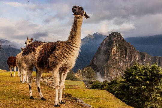 Llamas (Lama glama) at the terraces of Machu Picchu ruins, Peru - Powered by Adobe