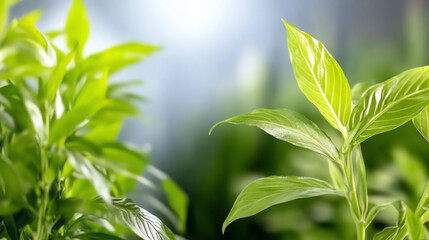Fototapeta premium Close-up of vibrant green leaves, showcasing their fresh texture and beauty, perfect for nature lovers and gardening enthusiasts.
