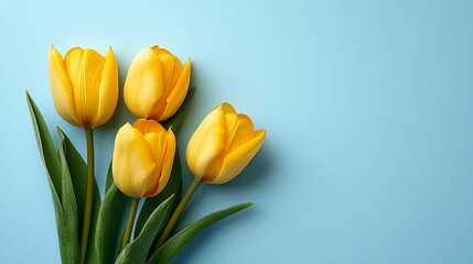 Three vibrant yellow tulips on a light blue background.