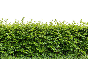 Lush green hedge natural foliage thick greenery vibrant spring summer garden plant wall texture background image perfect for on transparent background