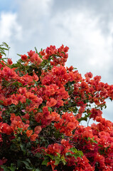 Red Bougainvillea Tree in Bloom Underneath Gray Overcast Sky.