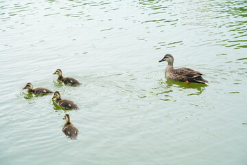 カルガモの親子