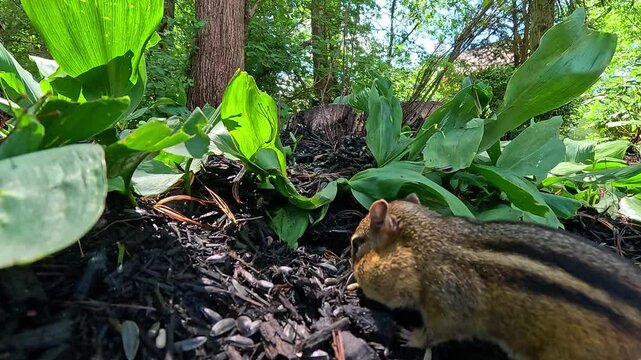 The Siskiyou chipmunk Neotamias siskiyou, beautiful striped rodent collects food in the forest in the suburbs of New Jersey