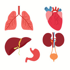 Human Internal Organs Icon Set. Vector