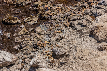 South American sea lions (Otaria flavescens) and South American fur seals (Arctocephalus australis) in San Fernando national reserve, Peru