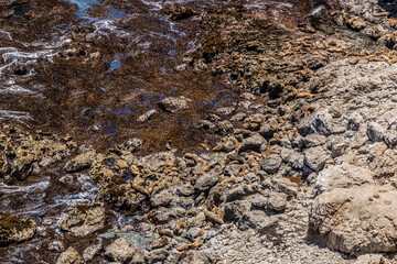 South American sea lions (Otaria flavescens) in San Fernando national reserve, Peru