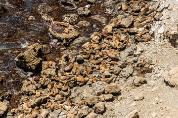 South American sea lions (Otaria flavescens) in San Fernando national reserve, Peru