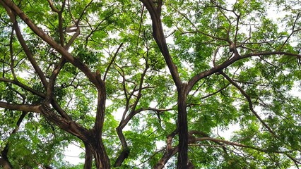 Lush Green Canopy: A View Through Tree Branches. low-angle perspective looks up into the dense, vibrant green canopy of a large tree or trees.