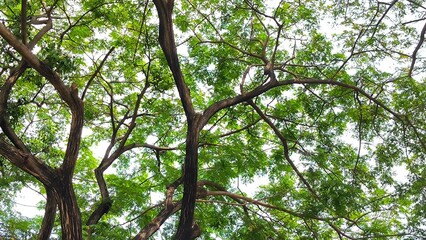A low-angle, upward shot captures the dense and widespread green canopy of a large tree