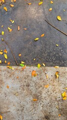 Contrasting Pavement Textures with Scattered Autumn Leaves