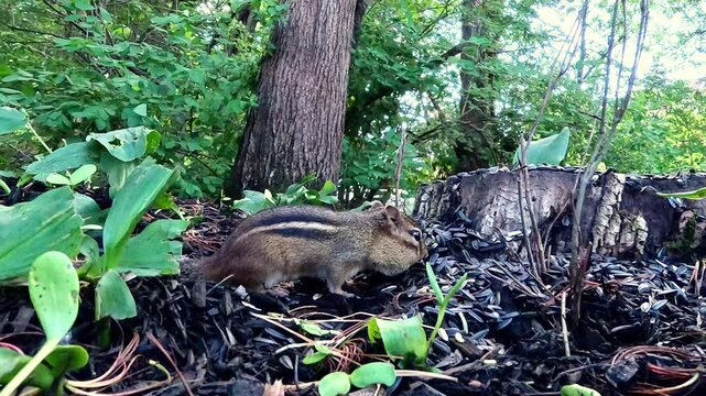 The Siskiyou chipmunk Neotamias siskiyou, beautiful striped rodent collects food in the forest in the suburbs of New Jersey