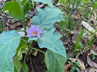 Eggplant plant with large, green leaves and a single purple flower in agriculture field