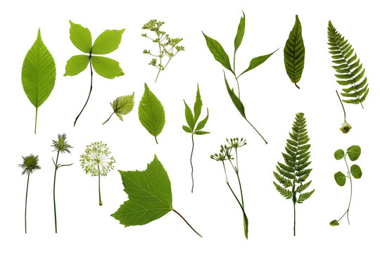 Vibrant green leaf collection botanical nature photography studio shot detailed high resolution images perfect for design on transparent background
