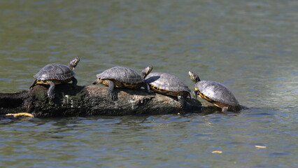 Obraz premium prendisole