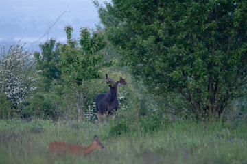 Moose Alces alces countryside bull