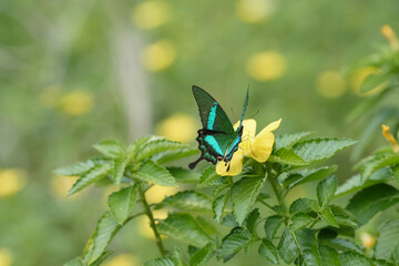 butterfly on a yellow flower