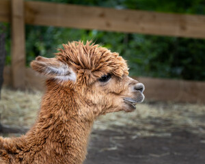 Fototapeta premium Portrait of brown alpaca in a field on a farm. Close up.