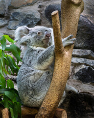Koala is sitting on a tree branch