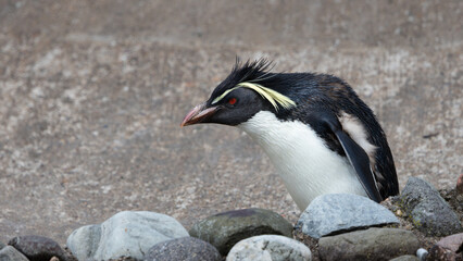 Naklejka premium Rockhopper penguin is standing on a rocky surface with its wings spread out