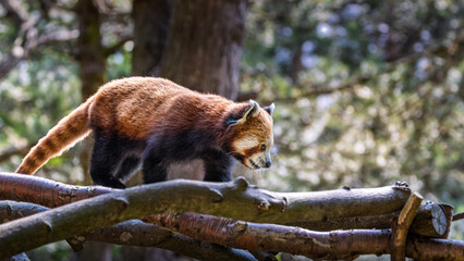 Red Panda or Lesser Panda is walking on a branch. Close up.