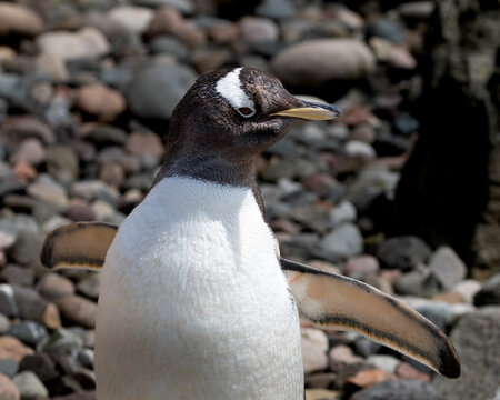 Gentoo penguin is standing on a rocky surface with its wings spread out - Powered by Adobe