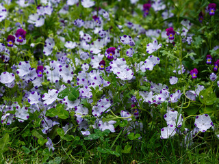 Naklejka premium Nemophila at Hitachi Seaside Park. Nemophila is a genus found in the flowering plant family Boraginaceae