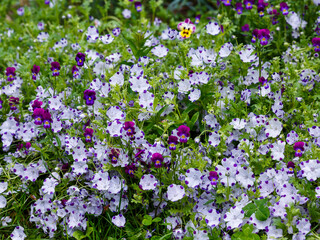 Naklejka premium Nemophila at Hitachi Seaside Park. Nemophila is a genus found in the flowering plant family Boraginaceae